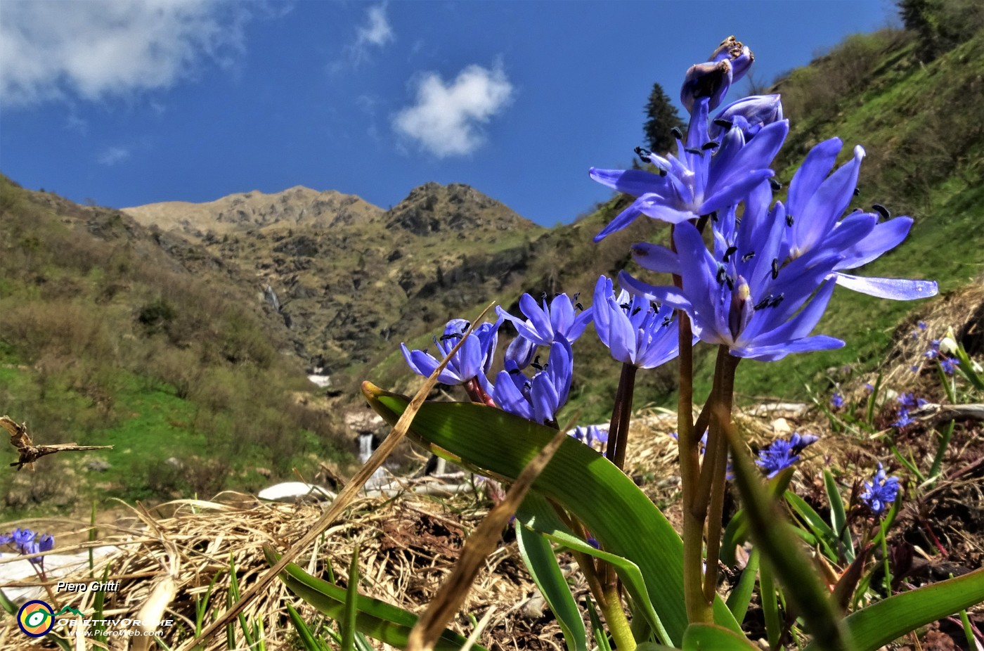 16 Scilla bifolia.JPG